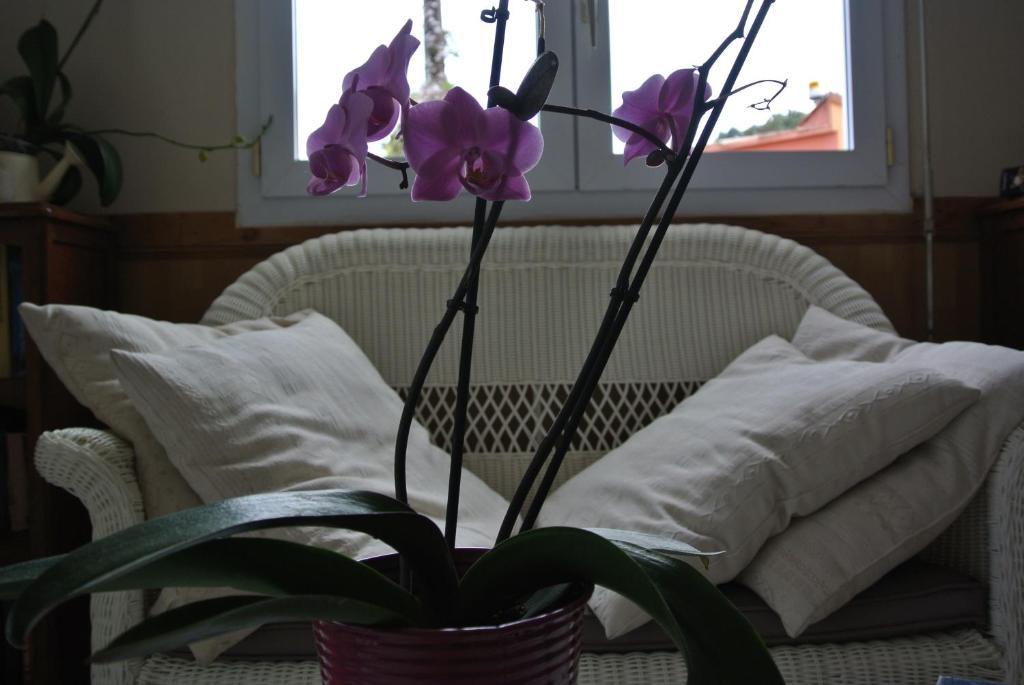 Hotel Residence San Pieru Tarcu 客房 照片